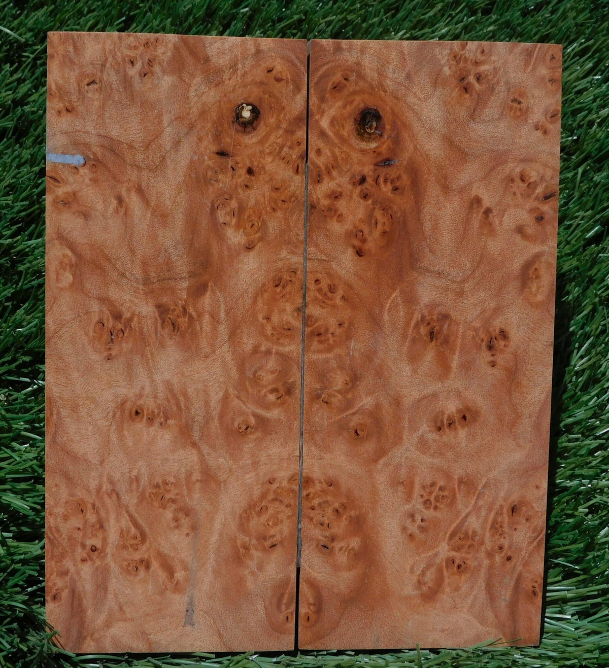 Maple Burl Scales #192