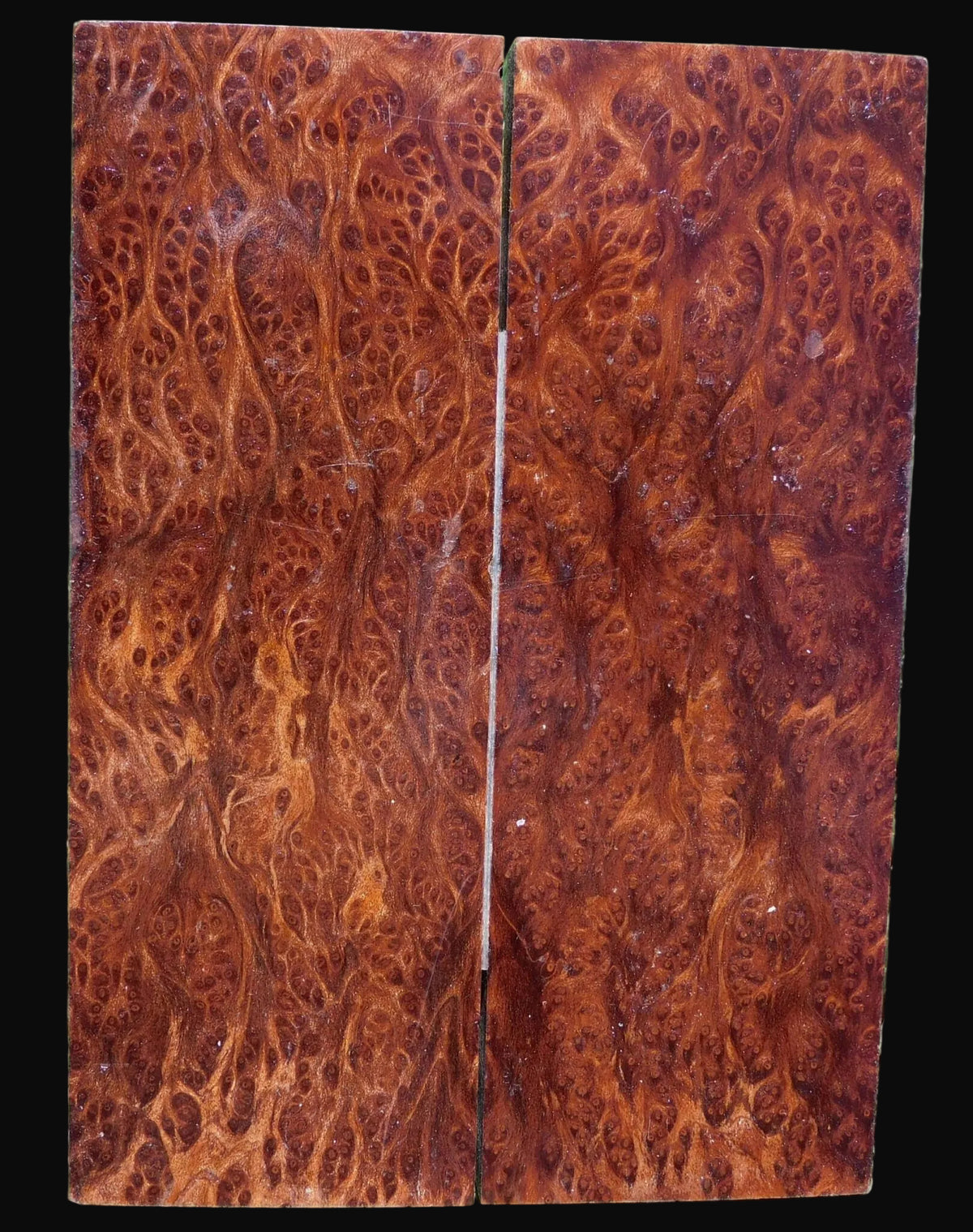 Redwood Scales #267
